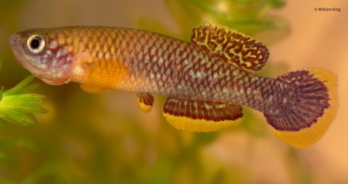 Fundulopanchax cinnamomeus