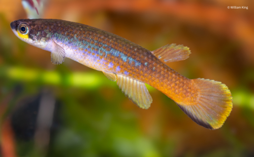 Laimosemion agilae 'Rorata S-FG 2014'