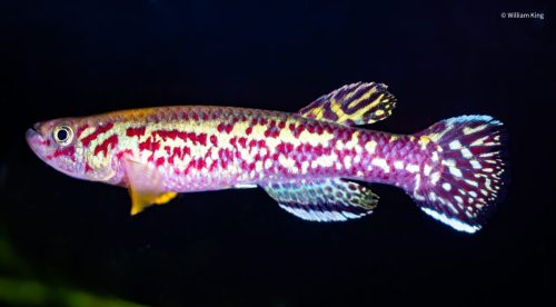 Fundulopanchax marmoratus 'Mbonge' male