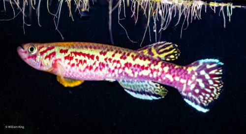 Fundulopanchax marmoratus 'Mbonge' male