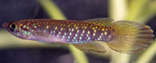 Epiplatys fasciolatus 'Fandie' OMG 2018