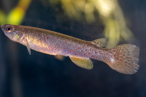 Cynodonichthys chucunaque Pan 12-01 female