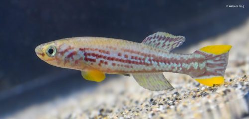 Fundulopanchax intermittens 'Tinto'