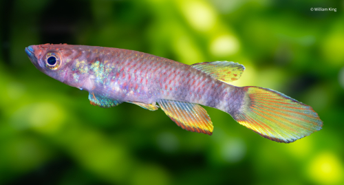 Epiplatys infrafasciatus rathkei