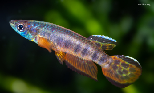 Epiplatys roloffi 'Kolahu' RL99