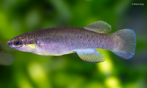 Rivulus cylindraceus noir