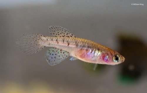 Fundulopanchax filamentosis Ikeja female