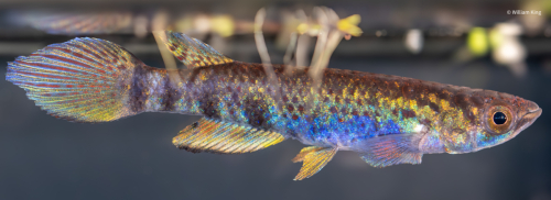 Epiplatys togolensis