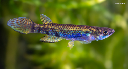 Epiplatys togolensis