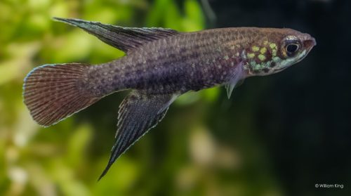 Campellolebias