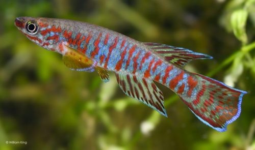 Aphyosemion bualanum 'Zoéguéné' JVC 17/09