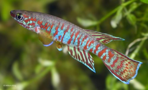Aphyosemion bualanum 'Zoéguéné' JVC 17/09
