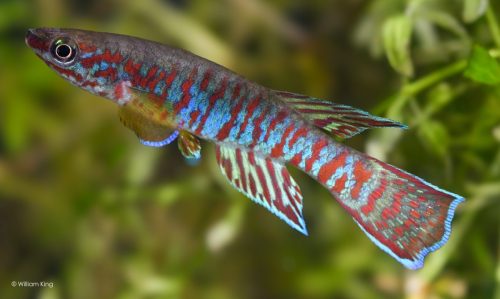 Aphyosemion bualanum 'Zoéguéné' JVC 17/09