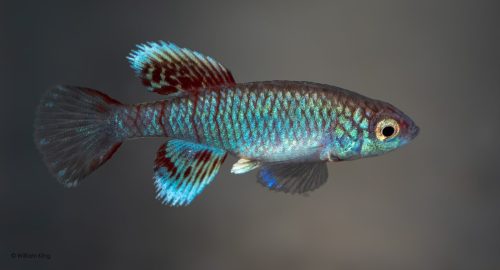 Nothobranchius eggersi 'Ngulakula' TAN 19/18