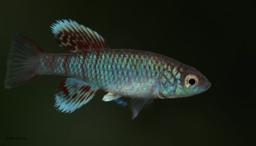 Nothobranchius eggersi 'Ngulakula' TAN 19/18