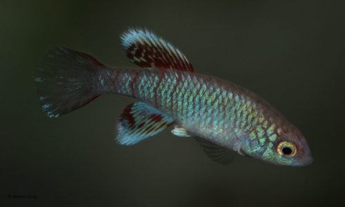 Nothobranchius eggersi 'Ngulakula' TAN 19/18