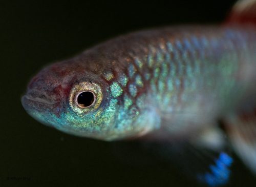 Nothobranchius eggersi 'Ngulakula' TAN 19/18