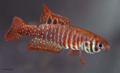 Simpsonichthys santane Ribeirao de Satana NP 03-07