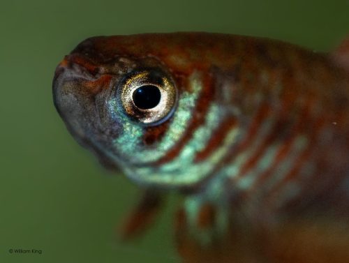 Simpsonichthys santane Ribeirao de Satana NP 03-07