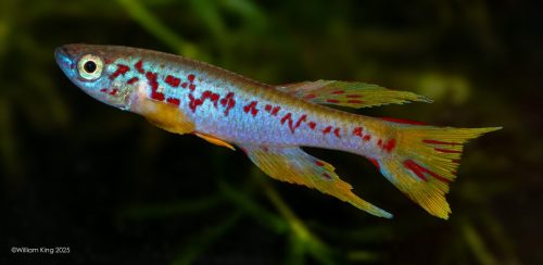 Aphyosemion louessense RPC 78-33