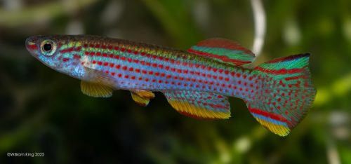Aphyosemion striatum Ncolamvan GEMHS 2000/33