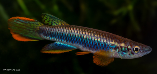 Epiplatys olbrechtsi 'Centos River' GO 6