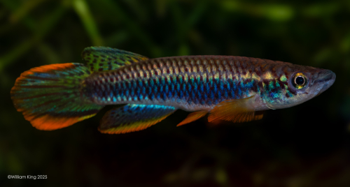 Epiplatys olbrechtsi 'Centos River' GO 6