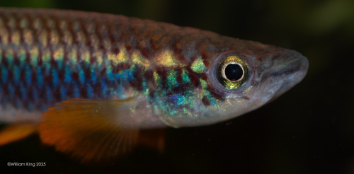 Epiplatys olbrechtsi 'Centos River' GO 6