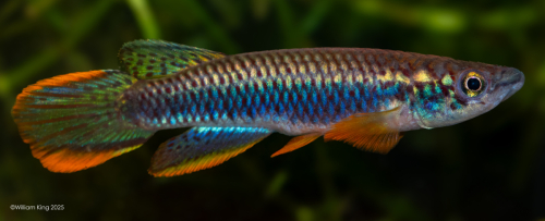 Epiplatys olbrechtsi 'Centos River' GO 6