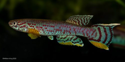 Aphyosemion campomaanense 'Campo Maan Park' ABK 07-181