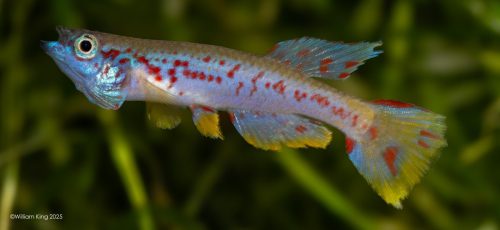 Aphyosemion louessense RPC 78-33