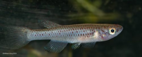 Aphyosemion louessense RPC 78-33 Female