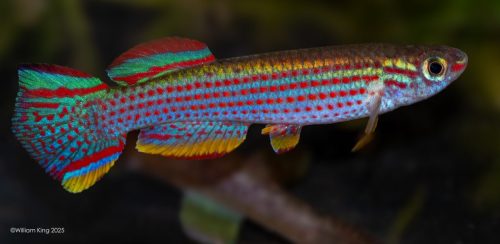 Aphyosemion striatum Ncolamvan GEMHS 2000/33