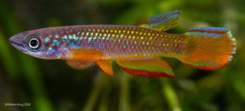 Epiplatys zimiensis 'Mali' SL2022/3