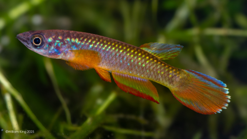 Epiplatys zimiensis 'Mali' SL2022/3