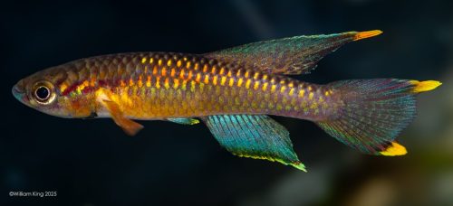 Chromaphyosemion poliaki 'Muea CITA 22/3'