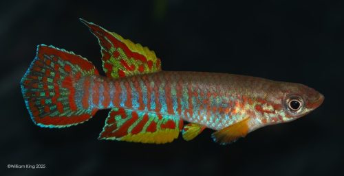 Aphyosemion elberti N'tui