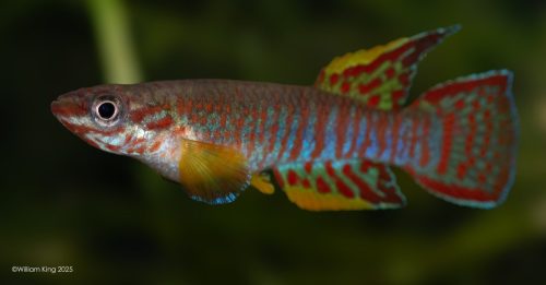 Aphyosemion elberti N'tui