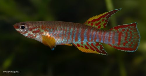 Aphyosemion elberti N'tui