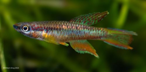 Chromaphyosemion omega 'Kopongo' JVC 17/35