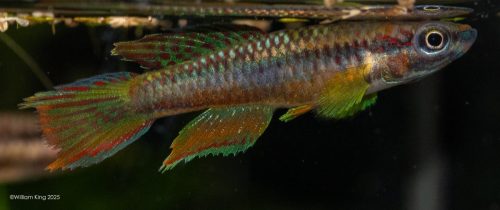 Chromaphyosemion omega 'Kopongo' JVC 17/35