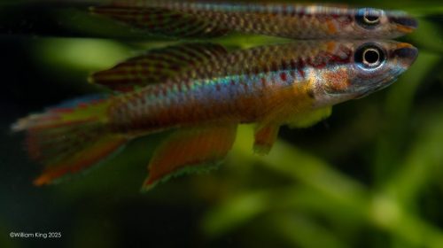 Chromaphyosemion omega 'Kopongo' JVC 17/35