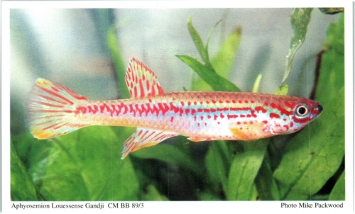 Aphyosemion louessense 'Gandji' CM BB 89/3