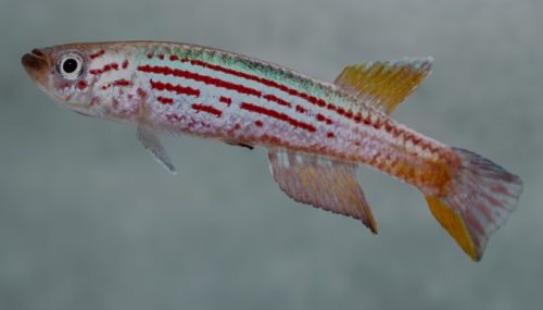 Aphyosemion amoenum