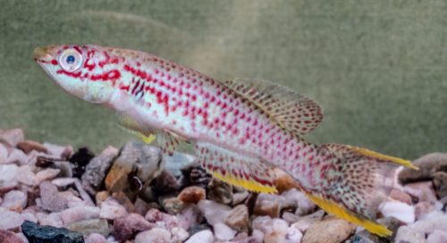 Aphyosemion batesii Awie