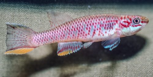 Aphyosemion batesii Ekombitie