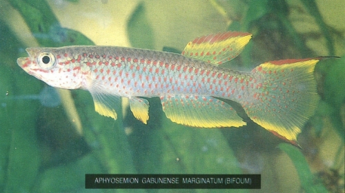 Aphyosemion gabunense marginatum 'Bifoum'