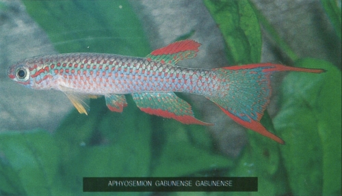 Aphyosemion gabunense gabunense