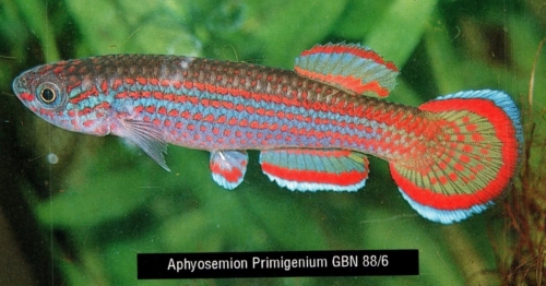 Aphyosemion primigenium GBN 88/6