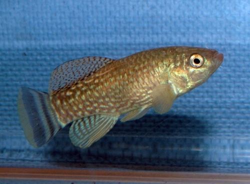 Aphaniops richardsoni "Ein Feshka"